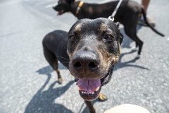 JPK20210506_WalkForAnimals_023