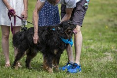 JPK20210506_WalkForAnimals_093