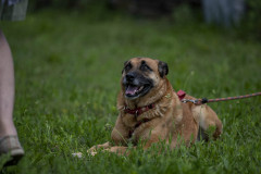 JPK20210506_WalkForAnimals_104