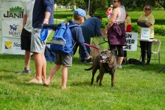 Dog-Walk-83
