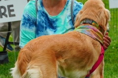 Dog-Walk-93