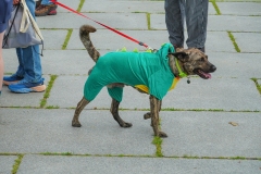 Dog-Walk-94