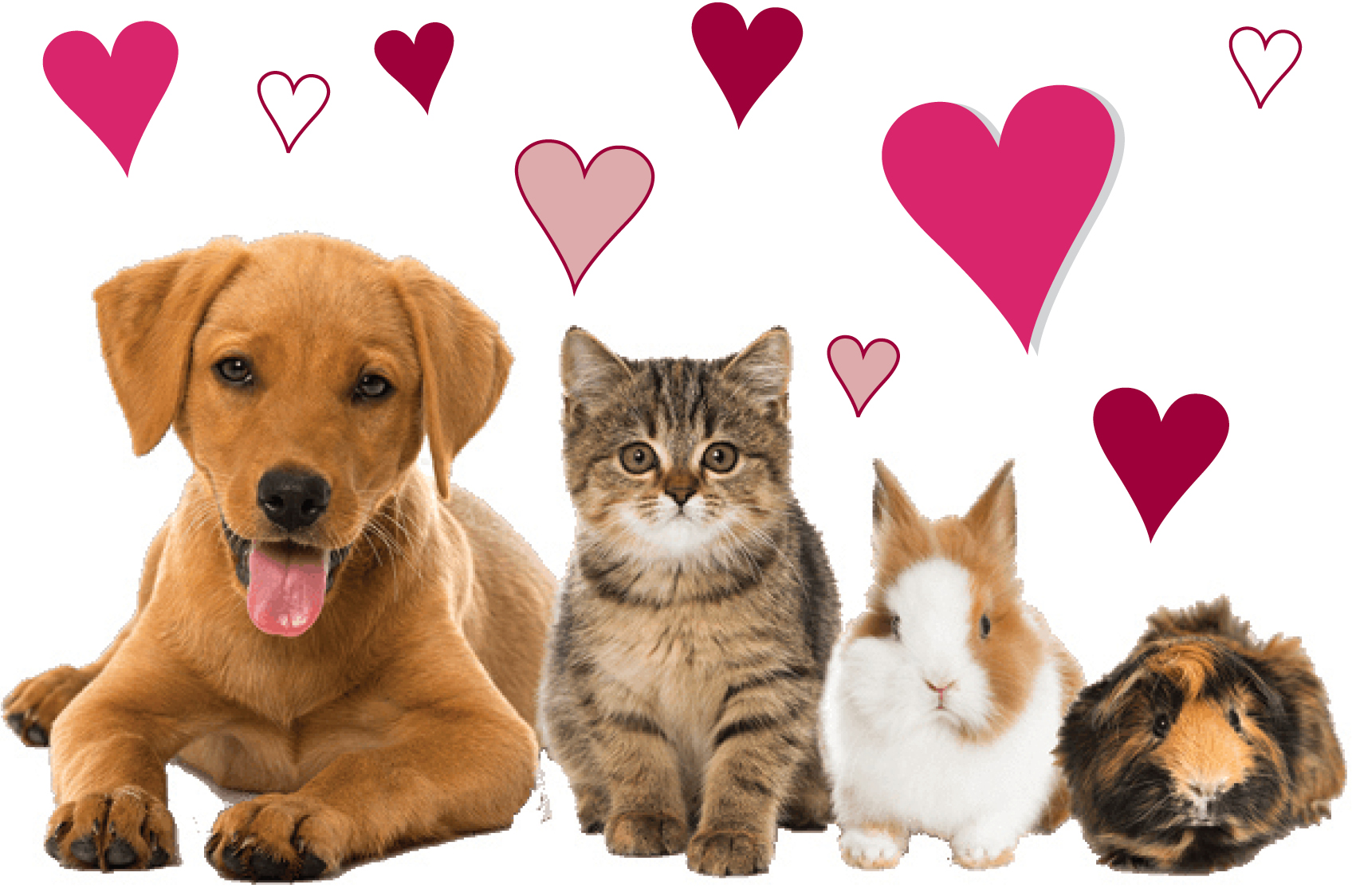 Sponsor a Pet – CVHS – Central Vermont Humane Society