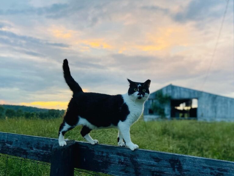 Adopt A Barn Cat – CVHS – Central Vermont Humane Society